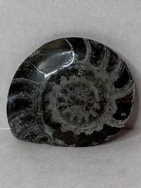 Polished Ammonite Fossil Display Piece - Brown and Gray